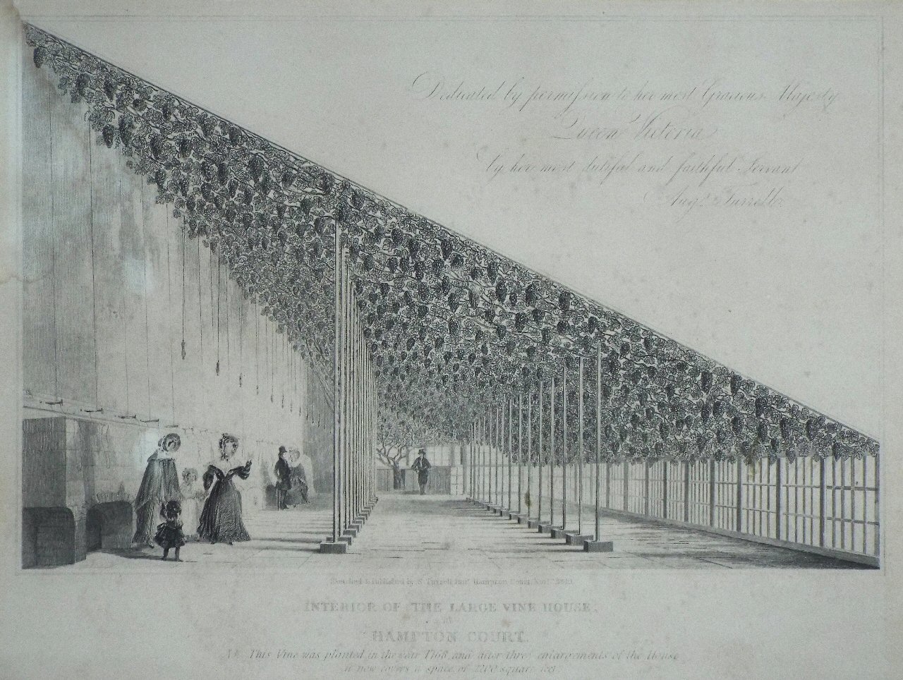 Print - Interior of the Large Vine House at Hampton Court. This Vine was planted in the year 1768 and after three enlargements of the house it now covers a space of 2200 sqiare feet.